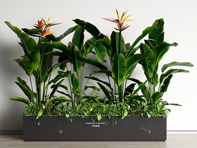 Plant Flower Box Green Plant Potted Plant Combination Bird of Paradise 3d model