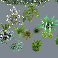 Various Colorful Bushes With Green Pink Purple Foliage For Garden Landscaping