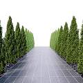 Evergreen Trees Lining Symmetrical Landscaped Path With Paved Surface And Dense Foliage 3d model