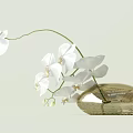 Elegant White Orchids in Golden Oval Vase on Light Colored Background 3d model