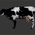Black And White Spotted Cow Standing On Gray Background With Realistic Details