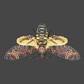 Detailed Moth With Intricate Patterned Wings Flying Against Black Background 3d model