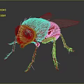 3D Rendered House Fly Game and Movie Character With Large Compound Eyes and Transparent Wings