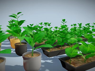 Lush Green Potted Plants With Healthy Leaves In Various Colored Pots And Planters 3d model
