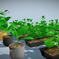 Lush Green Potted Plants With Healthy Leaves In Various Colored Pots And Planters