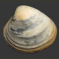 Natural Shell With White Yellow Gray Color Ribbed Surface And Smooth Texture