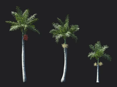 Three Palm Trees of Different Sizes with Tall Trunks and Lush Green Fronds 3d model