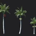 Three Palm Trees of Different Sizes with Tall Trunks and Lush Green Fronds