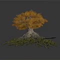 Tree with Yellow Leaves and Exposed Roots Surrounded by Stones and Green Plants