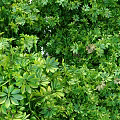 Lush Green Shrubs with Dense Foliage in Outdoor Garden Landscape
