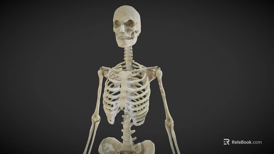 Human Skeleton Model Displaying Detailed Limb Bones And Anatomical Structure 3d model