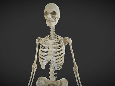 Human Skeleton Model Displaying Detailed Limb Bones And Anatomical Structure 3d model