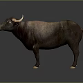 Realistic 3D Model Of Brown Buffalo With Curved Horns And White Hooves