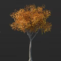 Vibrant Autumn Tree with Orange Yellow Leaves and Gray Trunk Against Black Background