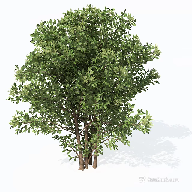 Evergreen Shrub With Dense Green Leaves And Multiple Stems For Landscaping 3d model