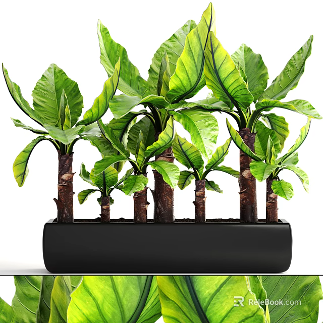 Lush Bonsai Potted Plants With Large Green Leaves And Brown Stems In Black Rectangular Pot 3d model 