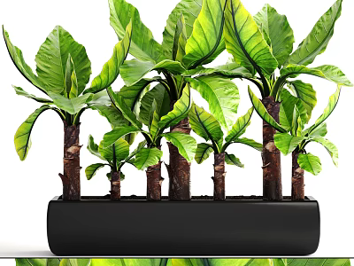 Lush Bonsai Potted Plants With Large Green Leaves And Brown Stems In Black Rectangular Pot 3d model