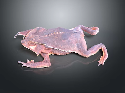 Close Up View Of Brown Toad With Detailed Skin Texture On Dark Background 3d model
