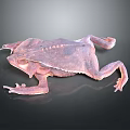 Close Up View Of Brown Toad With Detailed Skin Texture On Dark Background