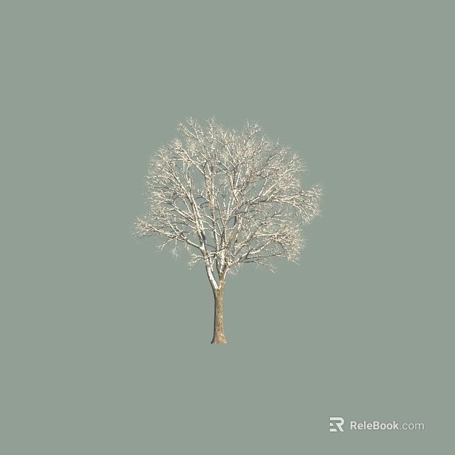 Leafless Deciduous Tree with Snow Covered Branches against Gray Background 3d model 