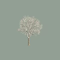 Leafless Deciduous Tree with Snow Covered Branches against Gray Background