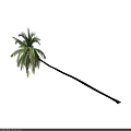 Tall Palm Tree With Long Brown Trunk And Lush Green Fronds