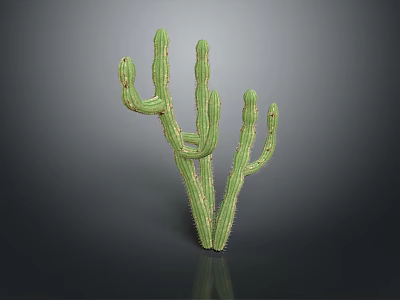 Green Cactus Plant With Multiple Branches Against Dark Background And Reflection 3d model