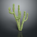 Green Cactus Plant With Multiple Branches Against Dark Background And Reflection 3d model