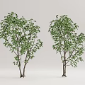 Modern Tree Landscape Tree 3d model