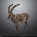 Wild Ibex with Large Curved Horns and Rough Fur Standing on Dark Background