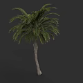 Plant Painting Featuring Tall Palm Tree With Green Fronds On Dark Background