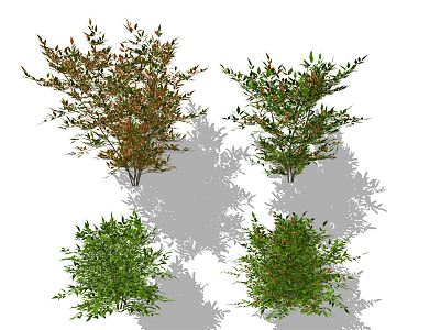 Modern Shrub Plant model