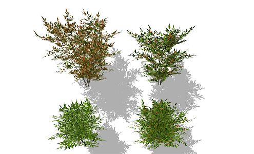 Modern Shrub Plant 3d model