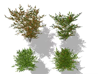 Modern Shrub Plant 3d model
