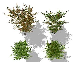 Modern Shrub Plant 3d model