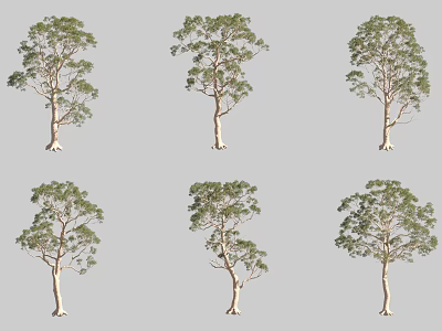 Various Arbor Types With Unique Growth Forms And Lush Foliage In Natural Scenes 3d model