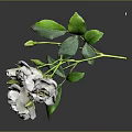 Blooming White Roses With Fresh Green Leaves And Stems And Reflection On Dark Background