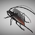 Black Longhorn Beetle With Long Antennae Detailed Close Up View On Gray Background
