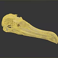 Bird Skull Specimen With Long Beak Blue Tag On Gray Background 3d model