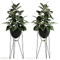 Indoor Decorative Potted Plants with Various Green Foliage in Black Pots and Metal Stands