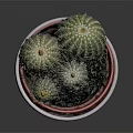 Green Striped Cacti Growing In Textured Beige Pot With Red Inner