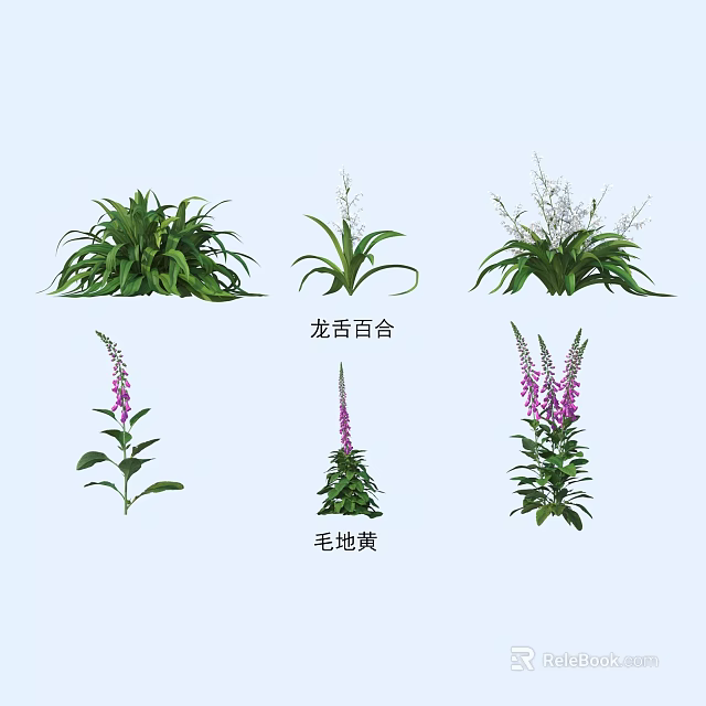 Vibrant Garden Flowers Featuring Dragon Tongue Lily and Foxglove with Purple Blooms 3d model 