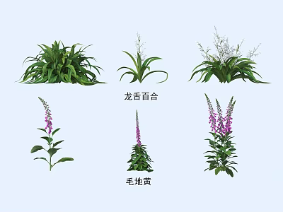 Vibrant Garden Flowers Featuring Dragon Tongue Lily and Foxglove with Purple Blooms 3d model