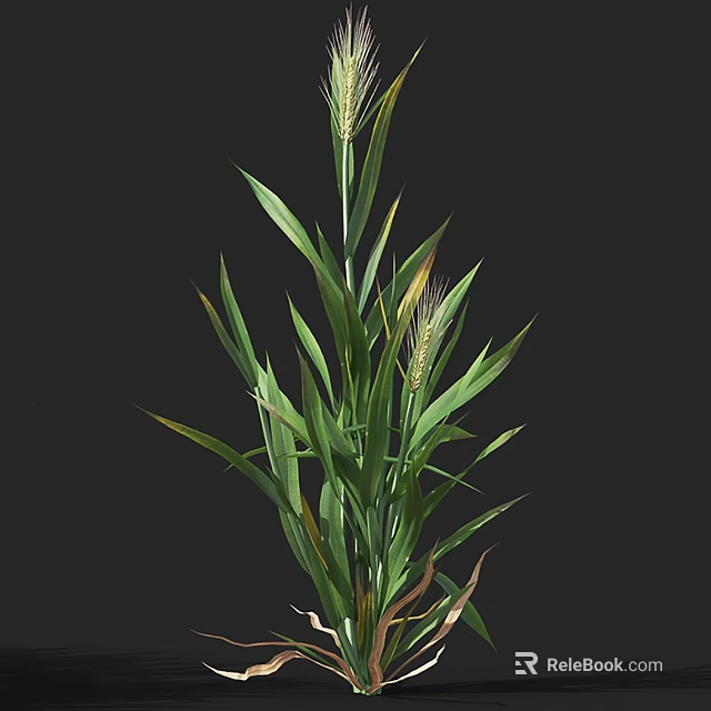 Fresh Green Grass Plant With Long Healthy Leaves And Wheat Like Heads 3d model 