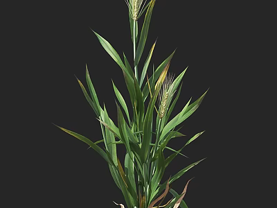 Fresh Green Grass Plant With Long Healthy Leaves And Wheat Like Heads 3d model