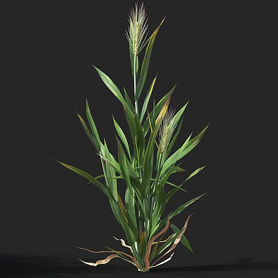 Fresh Green Grass Plant With Long Healthy Leaves And Wheat Like Heads 3d model