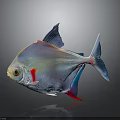 Transparent Fish with Blue Fins Red Accents and Shiny Body on Gray Background