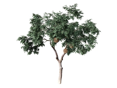 plant combination green plant trees model