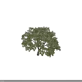 Tall Arbor Featuring Lush Green Foliage Thick Trunk And Human Figure For Scale