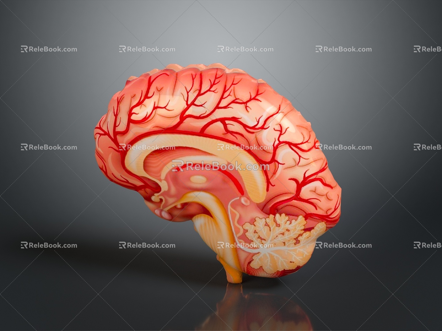 Human Brain Human Brain Brain Structure Head Planer Face Human Head Planer Face Human Brain Planer Face Structure 3d model